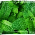/album/fotogaleria-fotogaleria/planta-de-hierbabuena-jpg/